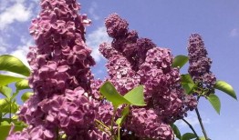 国产久丁香,传承与创新中的民族香氛传奇