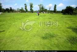 青青青草国产,探寻青青青草国的绿色奇迹