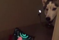 主人调教视频国产,从调教视频看国产崛起之路